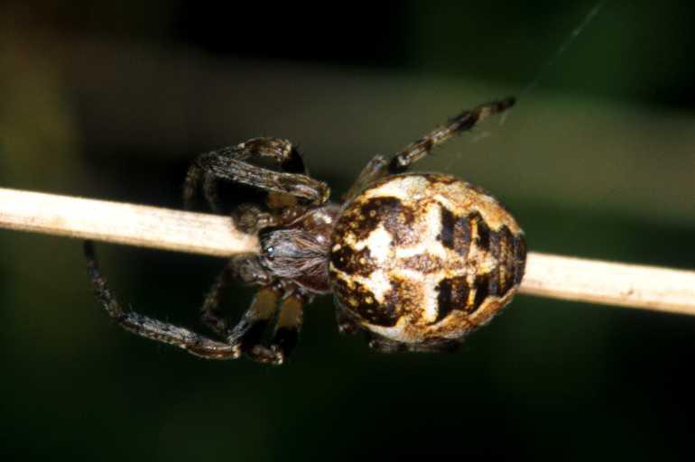 Larinioides_cornutus_P1470_Z_82_Les Gris_Frankrijk.jpg